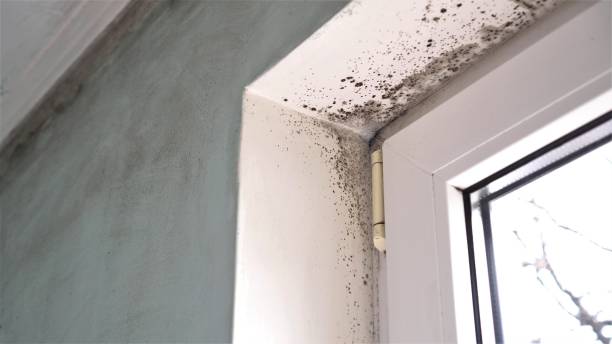 Professional Mold Removal in Kingsford, MI